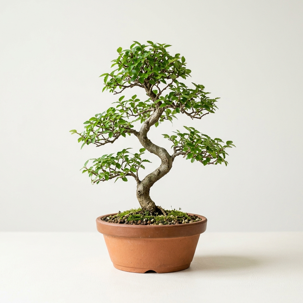 Chinese Elm bonsai